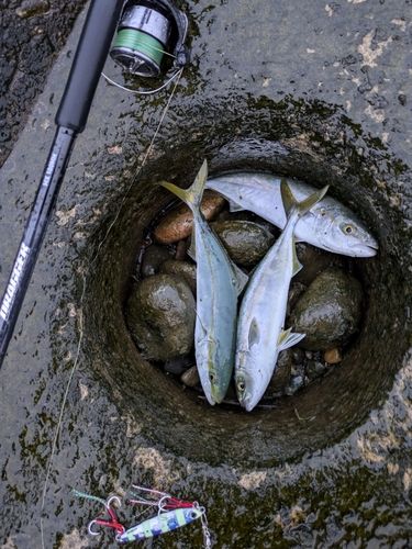ツバイソの釣果