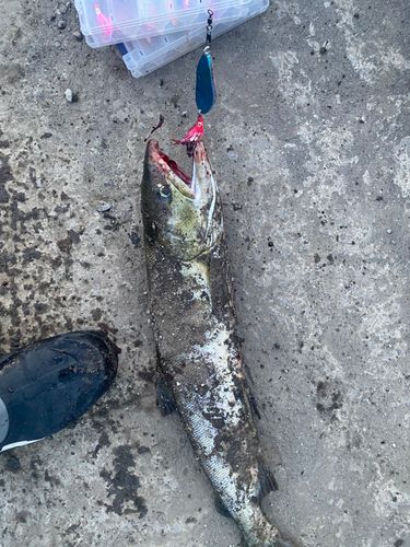アキアジの釣果