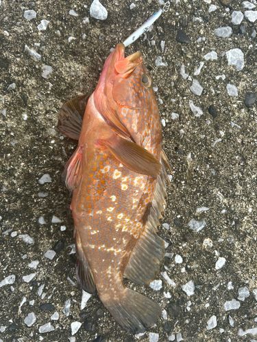 キジハタの釣果