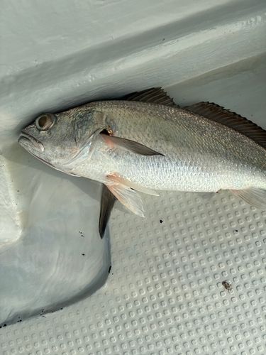 オオニベの釣果