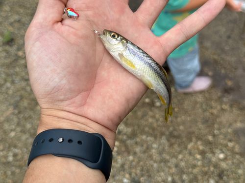 カワムツの釣果