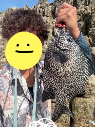イシガキダイの釣果