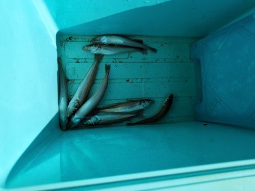 キスの釣果