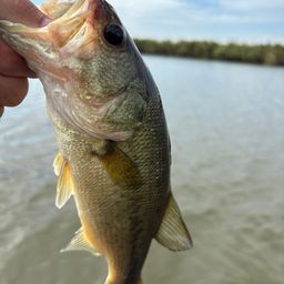 ラージマウスバス