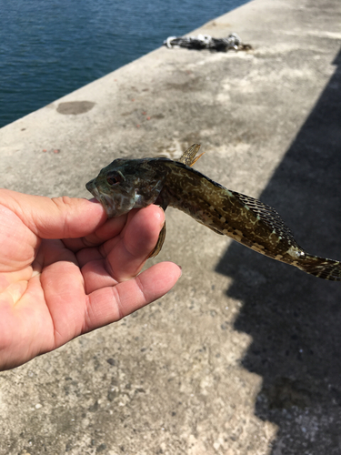 アナハゼの釣果