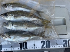 マアジの釣果