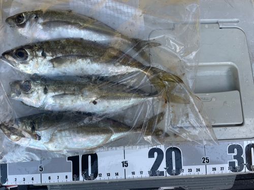 マアジの釣果