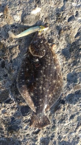 ソゲの釣果