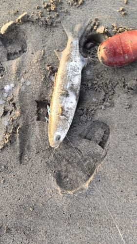 ボラの釣果