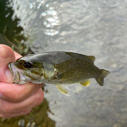 スモールマウスバス