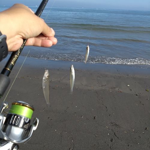 シロギスの釣果