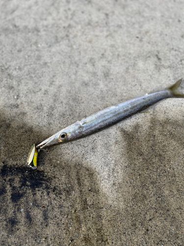 カマスの釣果