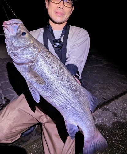 ヒラスズキの釣果