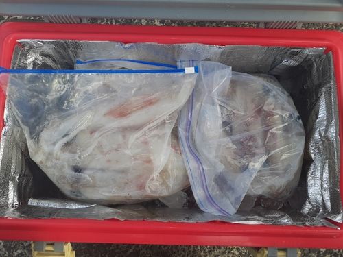 ケンサキイカの釣果