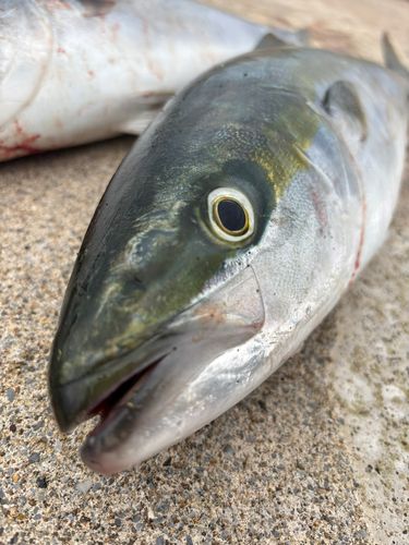 釣果