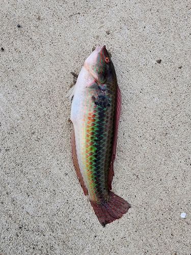 石巻湾