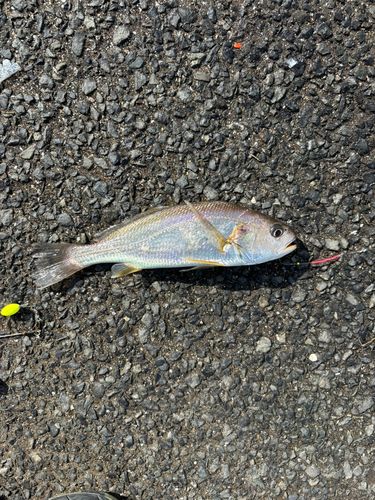 若洲海浜公園海釣り施設