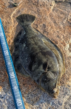 ホシガレイの釣果