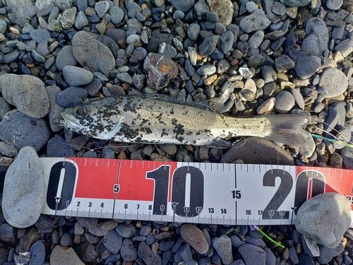 ソゲの釣果