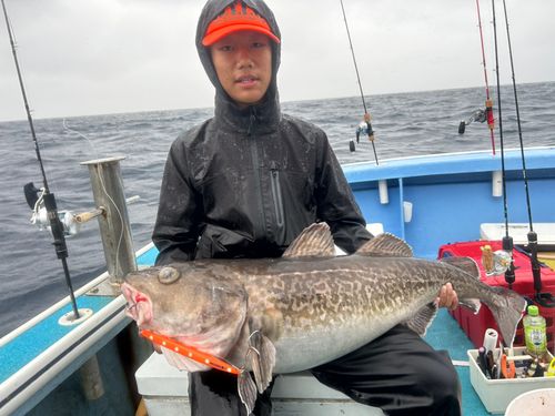 タラの釣果