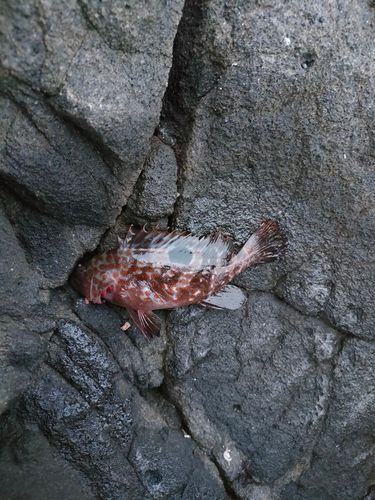 キジハタの釣果