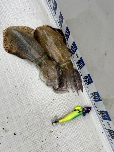 アオリイカの釣果