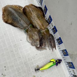 アオリイカ
