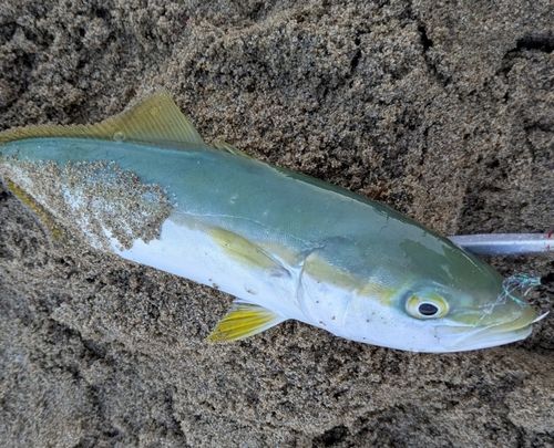 ツバスの釣果