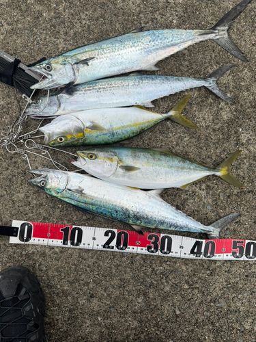サゴシの釣果