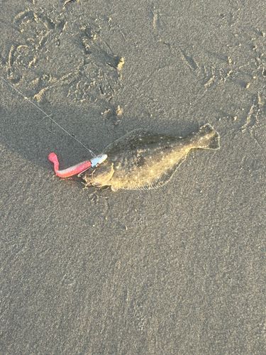 ソゲの釣果