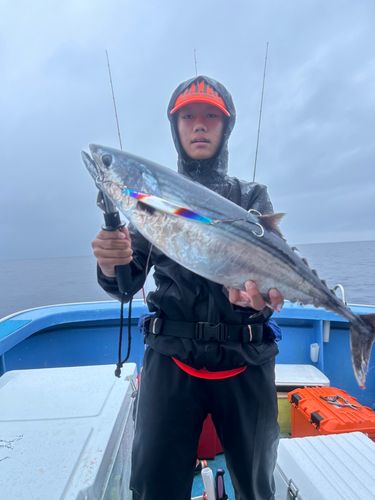 ハガツオの釣果