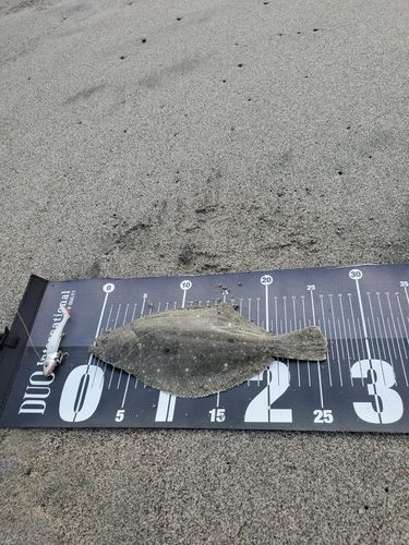 ソゲの釣果