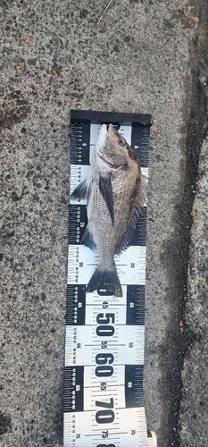 チヌの釣果