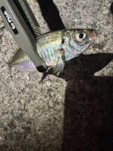 南芦屋浜ベランダ