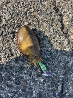 コウイカの釣果