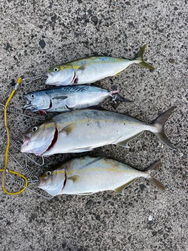 ネリゴの釣果