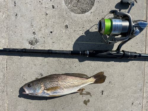 イシモチの釣果