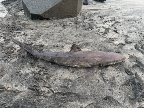 サメの釣果