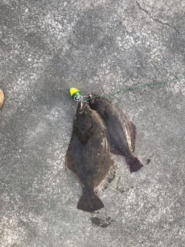 ヒラメの釣果