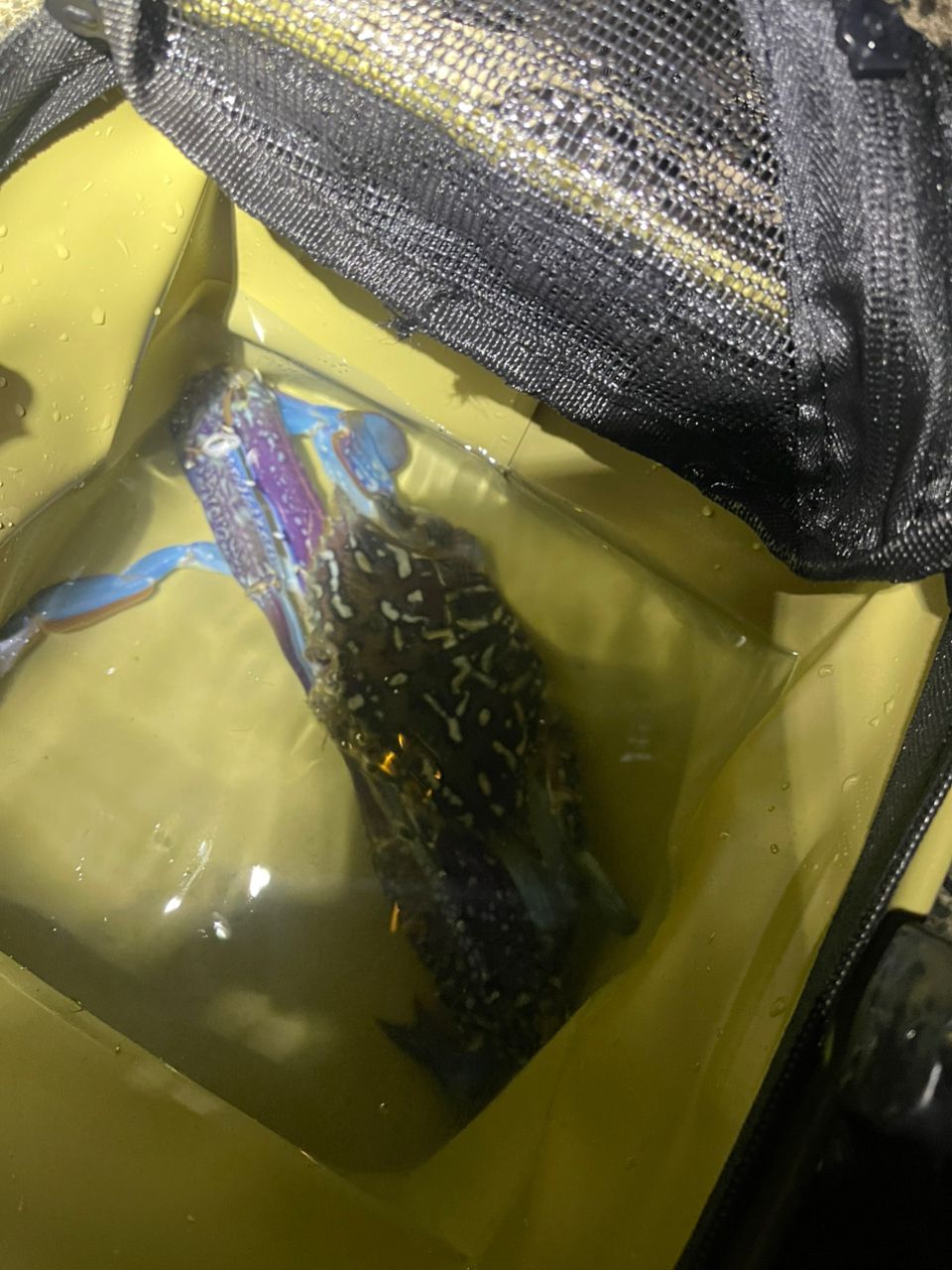 タイワンガザミ