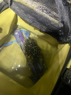 タイワンガザミの釣果