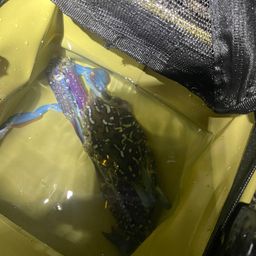 タイワンガザミ