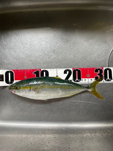 ワカシの釣果