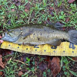 スモールマウスバス