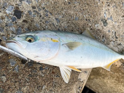 イナダの釣果