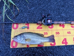 ラージマウスバスの釣果