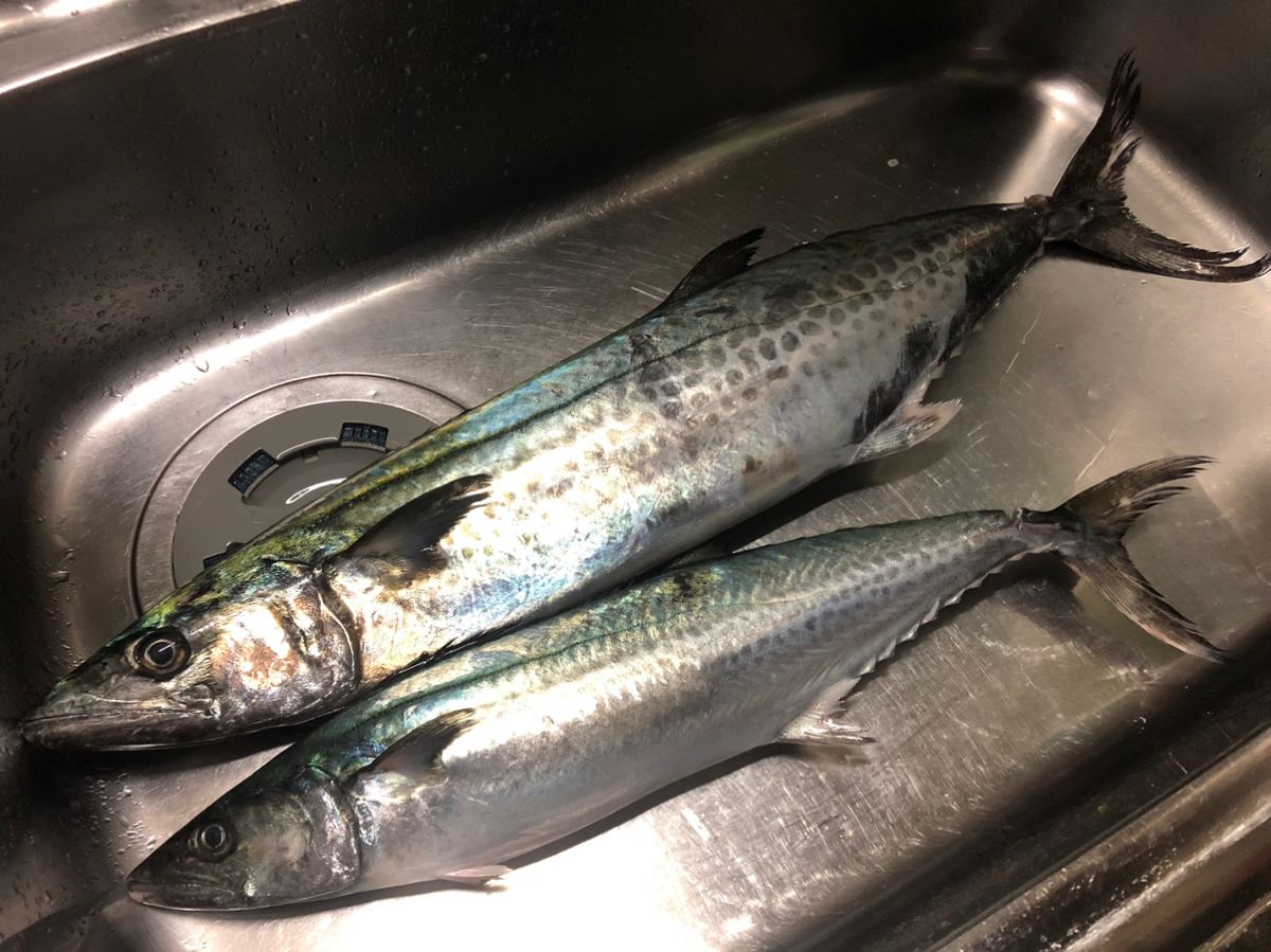 Tsuritter1972さんの釣果 1枚目の画像