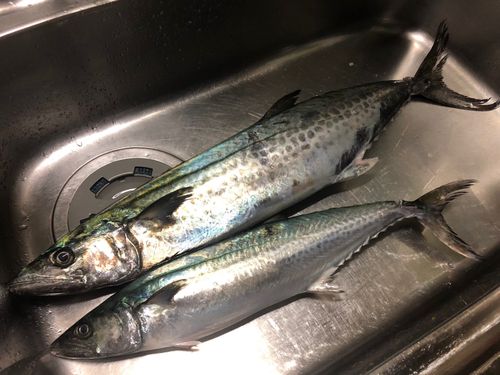 サワラの釣果