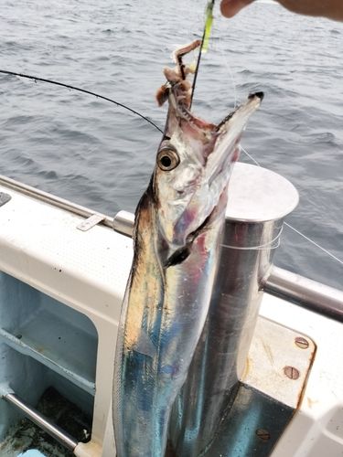 タチウオの釣果