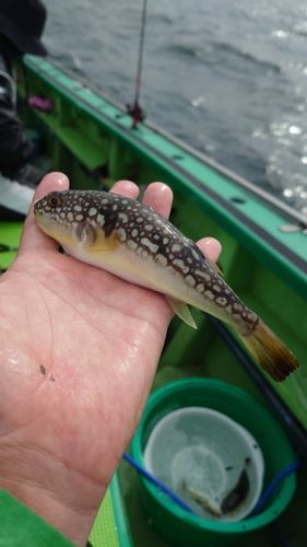 ショウサイフグの釣果